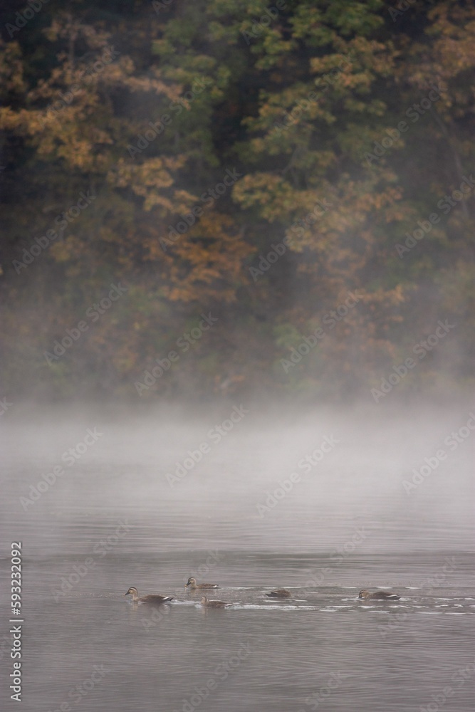 Image of swans swimming in the water covered by fog and colorful trees in the background. Image of swans swimming in the water covered by fog and colorful trees in the background.