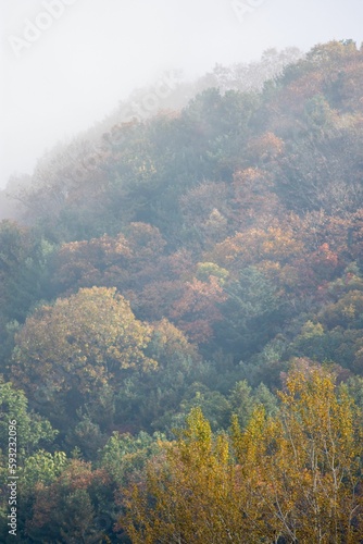 Image of a forest full of red, yellow, and green groups of trees in fog.