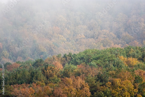 Image of a forest full of red, yellow, and green groups of trees in fog.