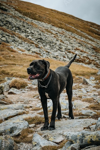 Vertical shot of a black Cane Corso dog walking in the rocky mountains