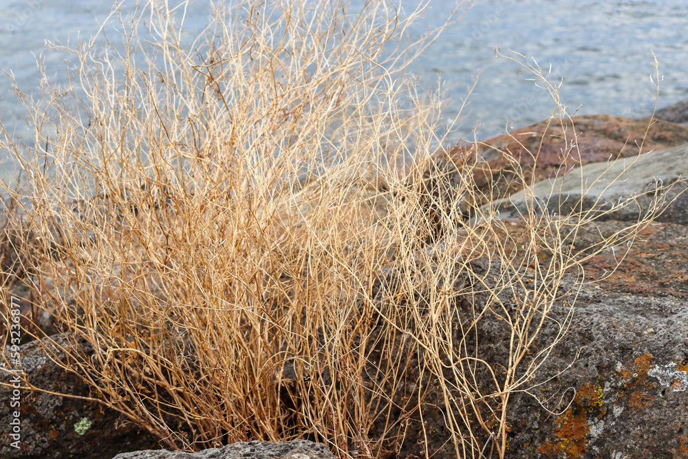 Fototapeta premium dry grasses on breakwater