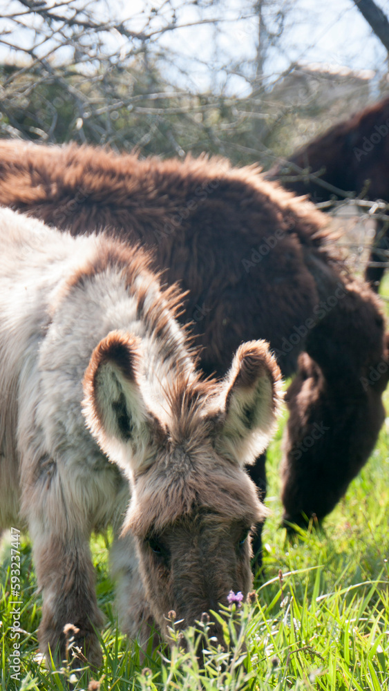 Burro gris pastando hierba en ladera de monte Burro gris pastando hierba en ladera de monte