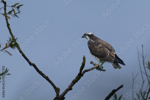 Beautiful shot of osprey perched on branch against blue sky