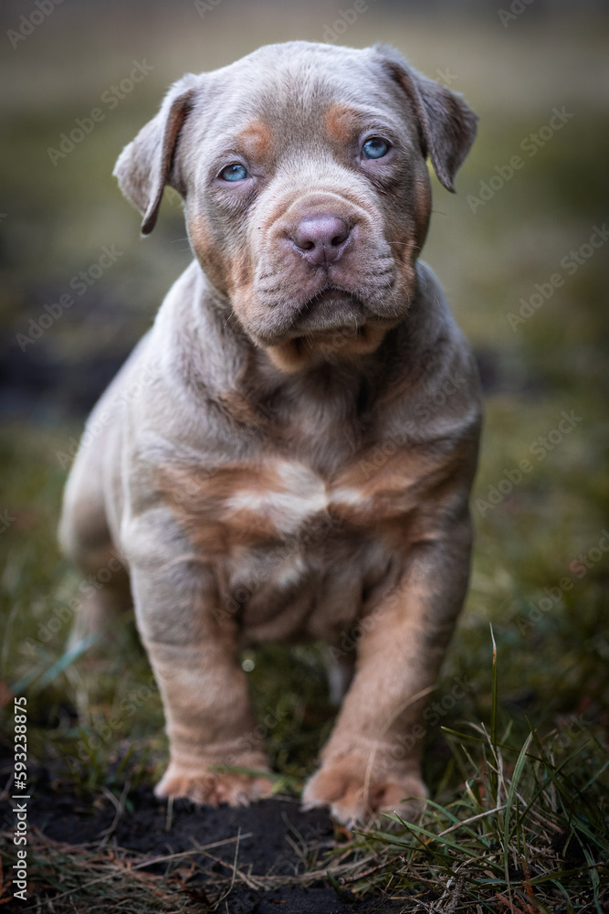 American Bully Puppy