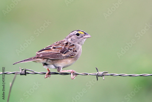 Grassland Sparrow (Ammodramus humeralis), isolated, perched on a barbed wire fence photo