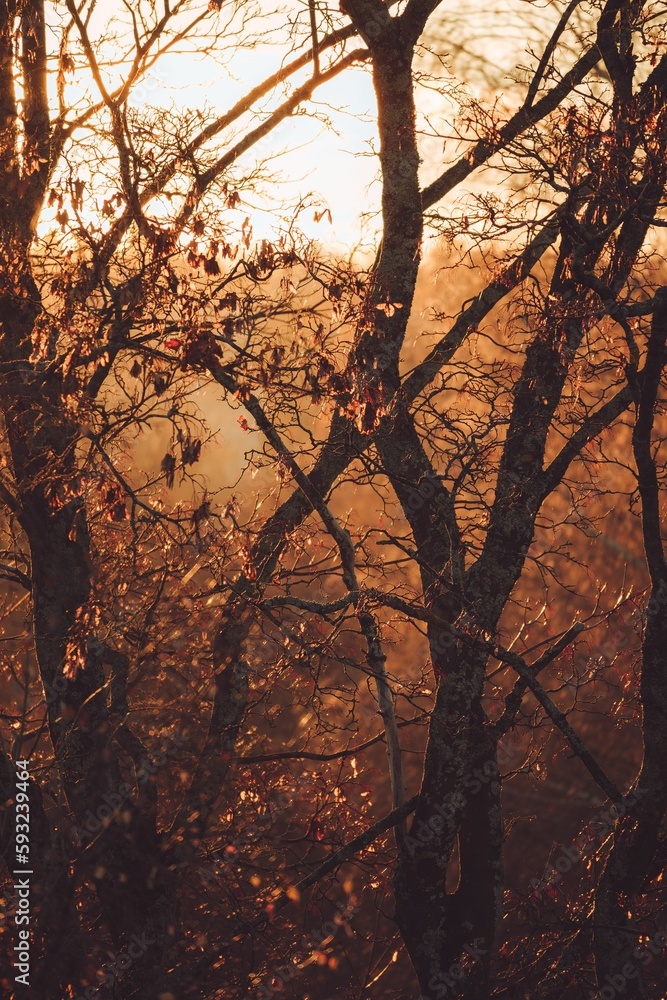 Vertical shot of dried leaves on crooked trees in a forest at golden hour