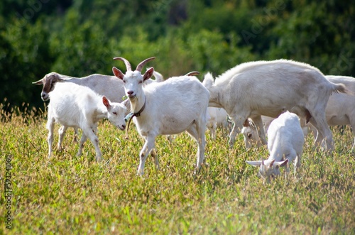 A herd of goats grazes in the meadow. Farming. Self-walking goat. Farm pasture. Summer day. Goats eat grass