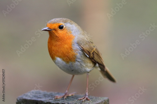 Portrait of a Robin in a park at Sedgefield, County Durham, England, UK.