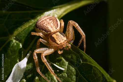 Closeup of a xysticus croceus spider on the green leaf photo