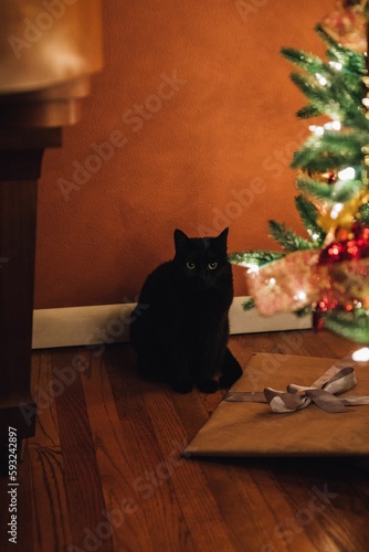 black cat pet under Christmas tree with gifts