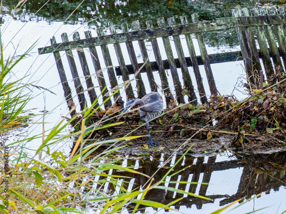 Little blue heron in the shore surrounded by water and grass Little blue heron in the shore surrounded by water and grass