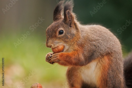 Brown squirrel on the ground with a blurry background © Andreas Furil/Wirestock Creators