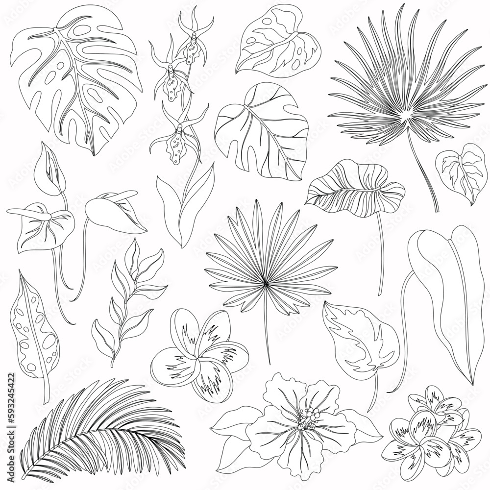 Set of outline tropical leaves. Palm, banana leaf, hibiscus, plumeria flowers. Set of outline tropical leaves. Palm, banana leaf, hibiscus, plumeria flowers.