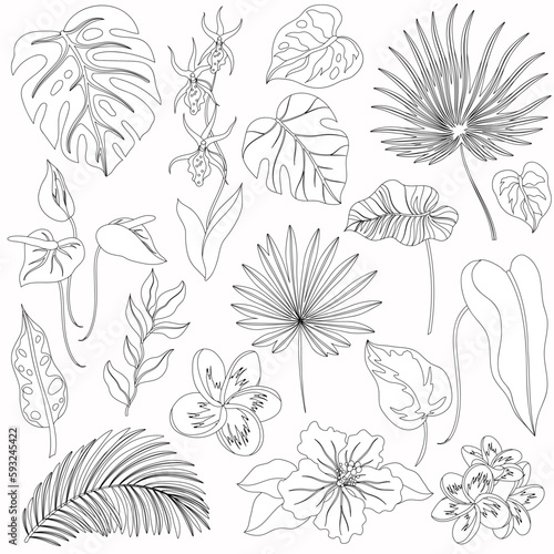 Set of outline tropical leaves. Palm, banana leaf, hibiscus, plumeria flowers.
