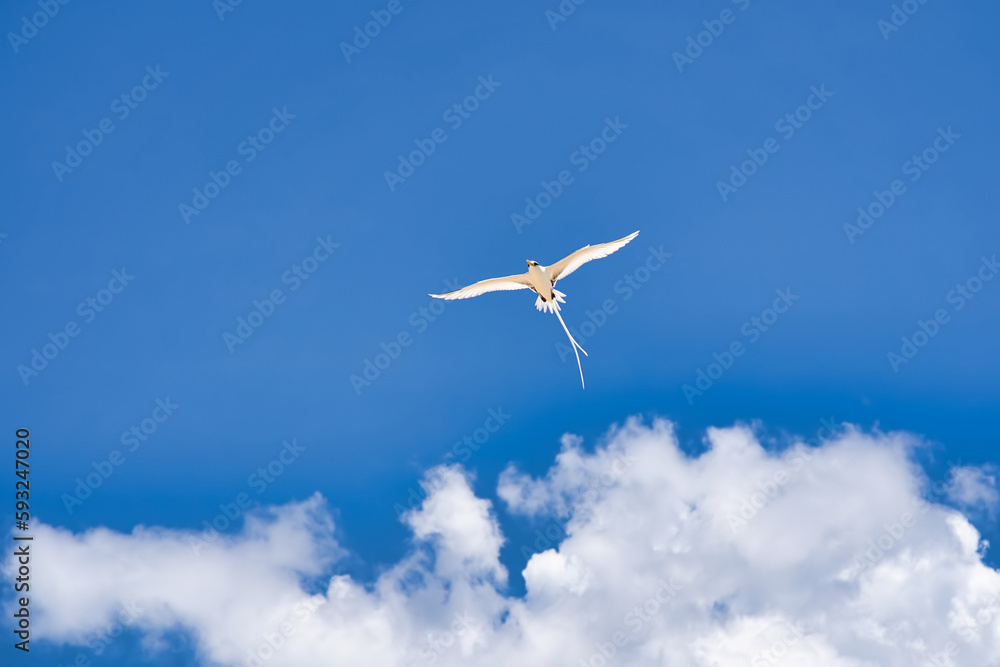 Fototapeta premium Endemic white-tailed tropic bird of Seychelles, flying, Mahe Seychelles 5