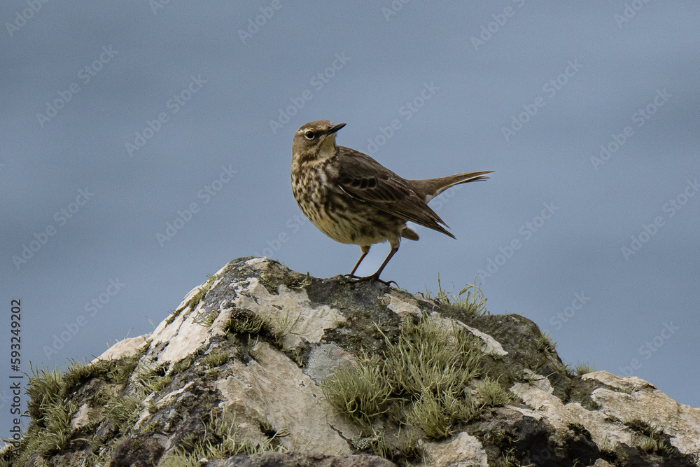 Fototapeta premium rock pipit on the rock