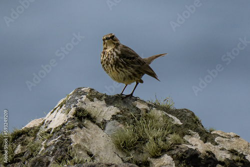 rock pipit on the rock