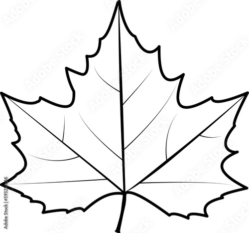 Plane tree leaf with no color. Autumn tree leaf. Platanus leaf drawing isolated. White background