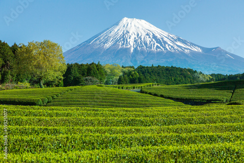 新緑の大渕笹場茶畑から春の富士山