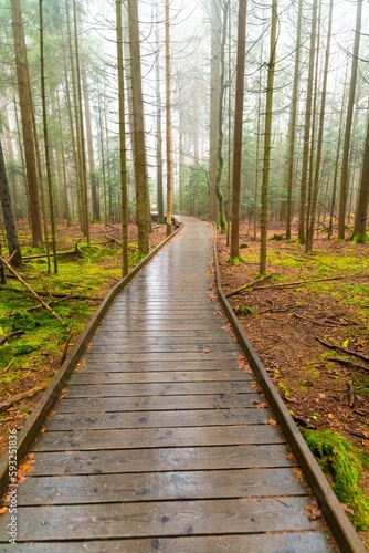 Wooden forest path surrounded by dense trees