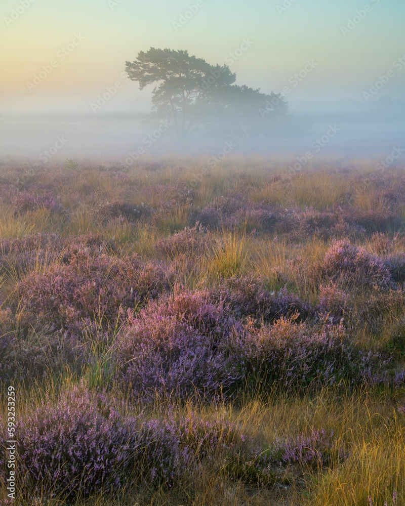 Naklejka premium Tree in fog with purple heather in front at sunrise