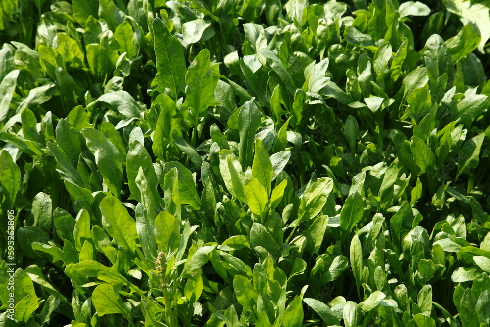 Spinach grown in the wild Spinach grown in the wild