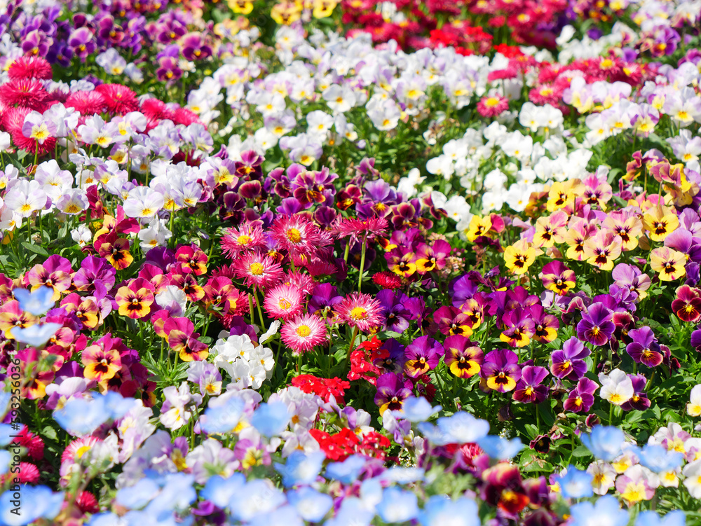 Fototapeta premium 日本、春のお花畑