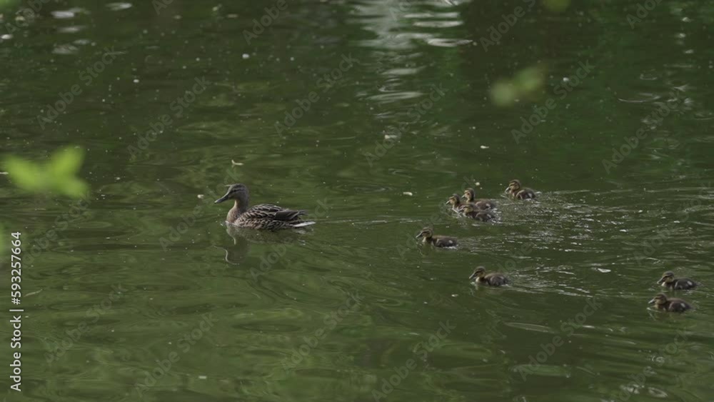 Slow motion mother duck with babies swimming in a pond Slow motion mother duck with babies swimming in a pond