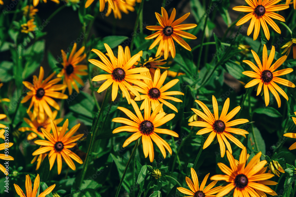 Beautiful blooming Rudbeckia hirta, commonly called black-eyed Susan - yellow flowers growing in the garden Beautiful blooming Rudbeckia hirta, commonly called black-eyed Susan - yellow flowers growing in the garden