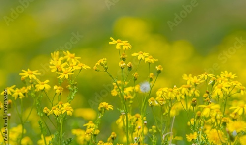 Yellow daisy with scientific name Senecio vernalis is a self-growing plant species in Turkey. © selim