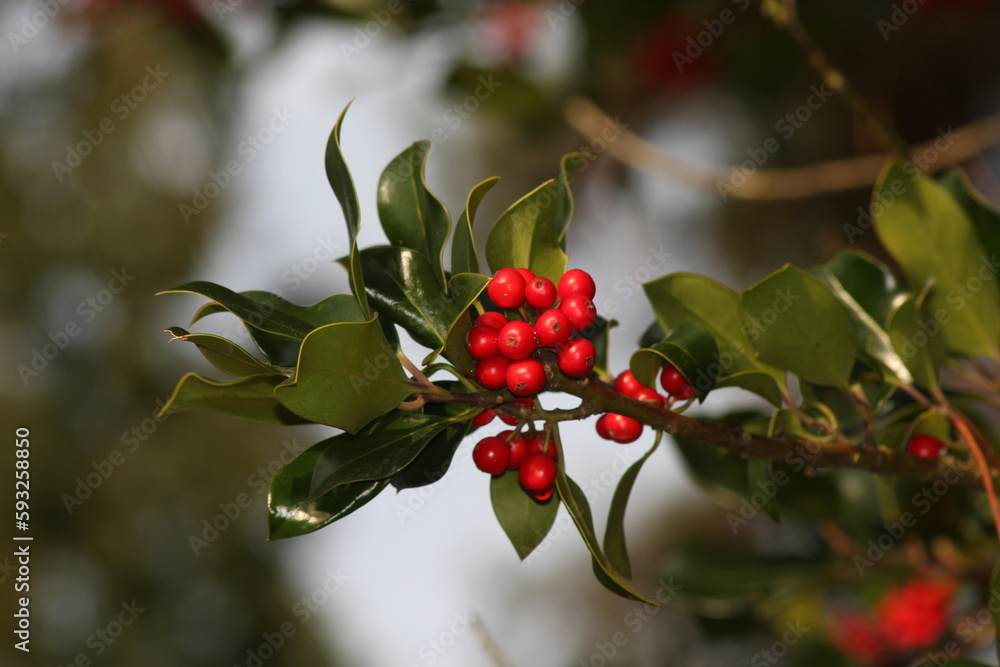 Holly with berries Holly with berries