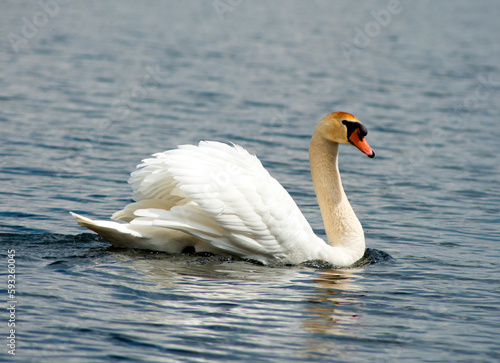 Mute Swan on the lake in spring. Upper Crooked Lake, Delton MI  photo