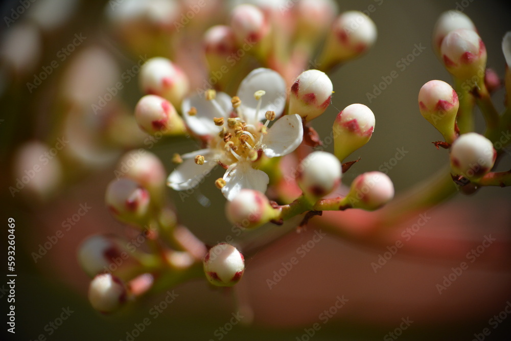 Fototapeta premium le printemps le meilleur ami des photographes