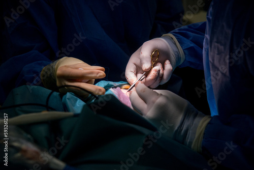 Closeup of surgeons gloved hands with the instruments during face plastic surgery Doctor in gloves holds medical instrument during wound suturing