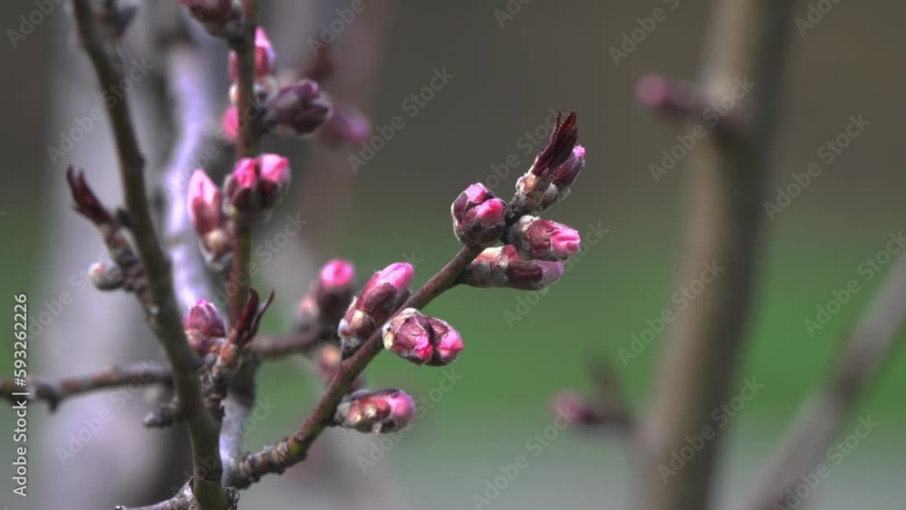 Peach branches with flowers on a blurred background. Peach branches with flowers on a blurred background.