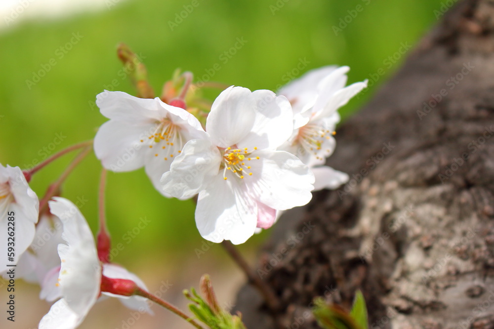 Obraz premium 可愛らしい桜の花びら