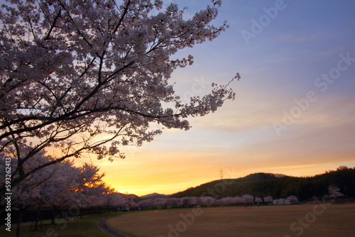 夕日に映える美しい桜
