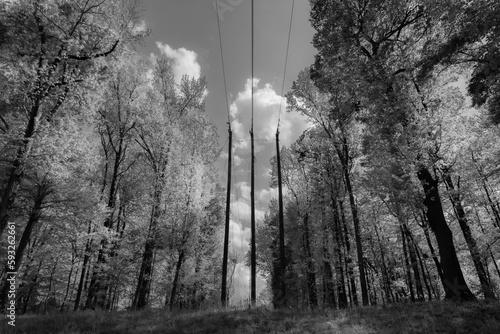 Power lines cut through immaculate forest in Sotuh Carolina.
