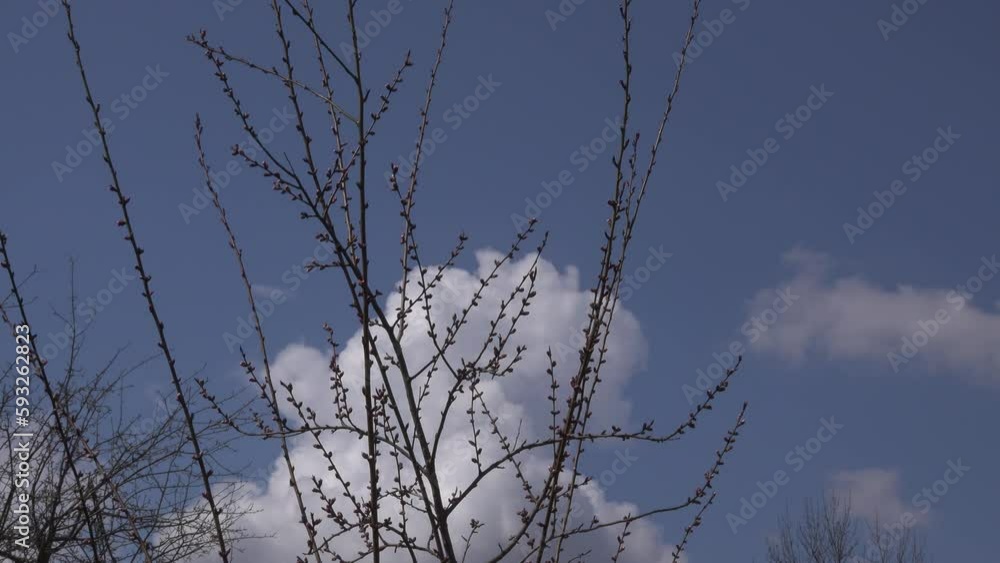 Peach branches with flower buds against a blue sky. Peach branches with flower buds against a blue sky.