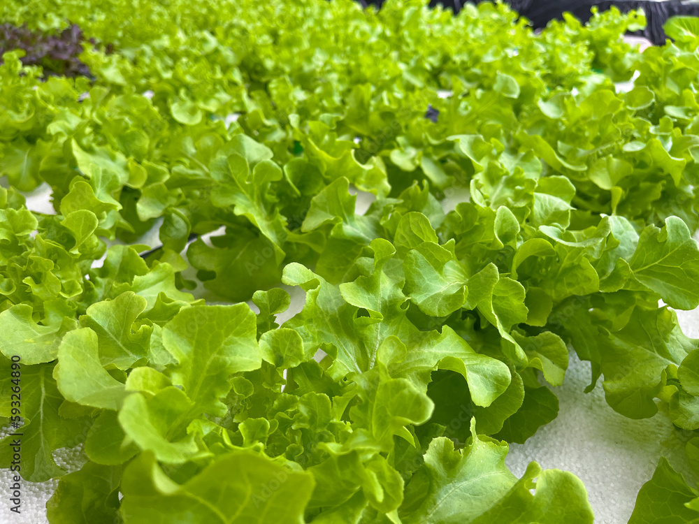vegetable hydroponic system / salad growing garden hydroponic farm plants on water without soil agriculture in the greenhouse organic for health food vegetable hydroponic system / salad growing garden hydroponic farm plants on water without soil agriculture in the greenhouse organic for health food