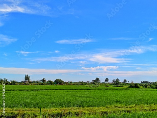 green field and sky