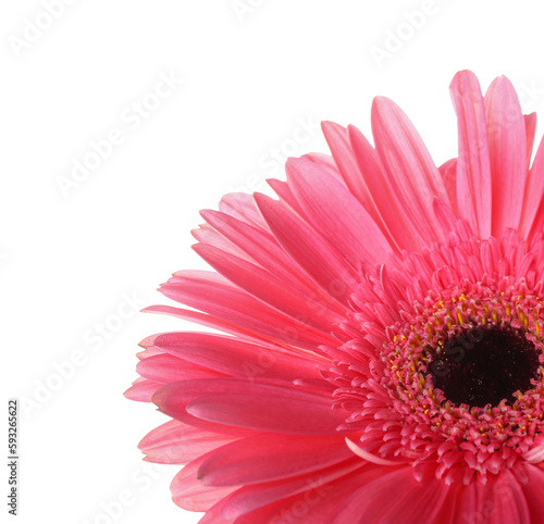 Pink gerbera flower on white background  closeup