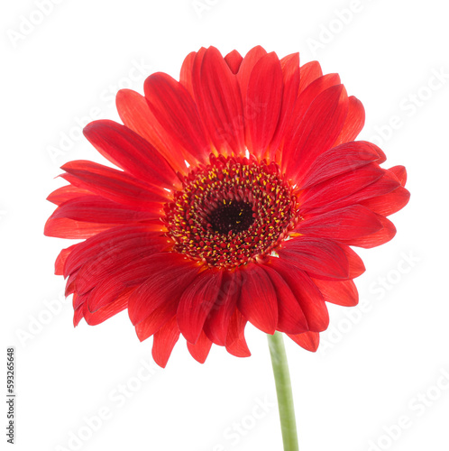 Red gerbera flower on white background  closeup