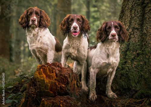 three English springer spaniels