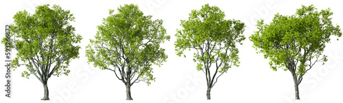 Cutting trees shapes on transparent backgrounds 3d render png photo