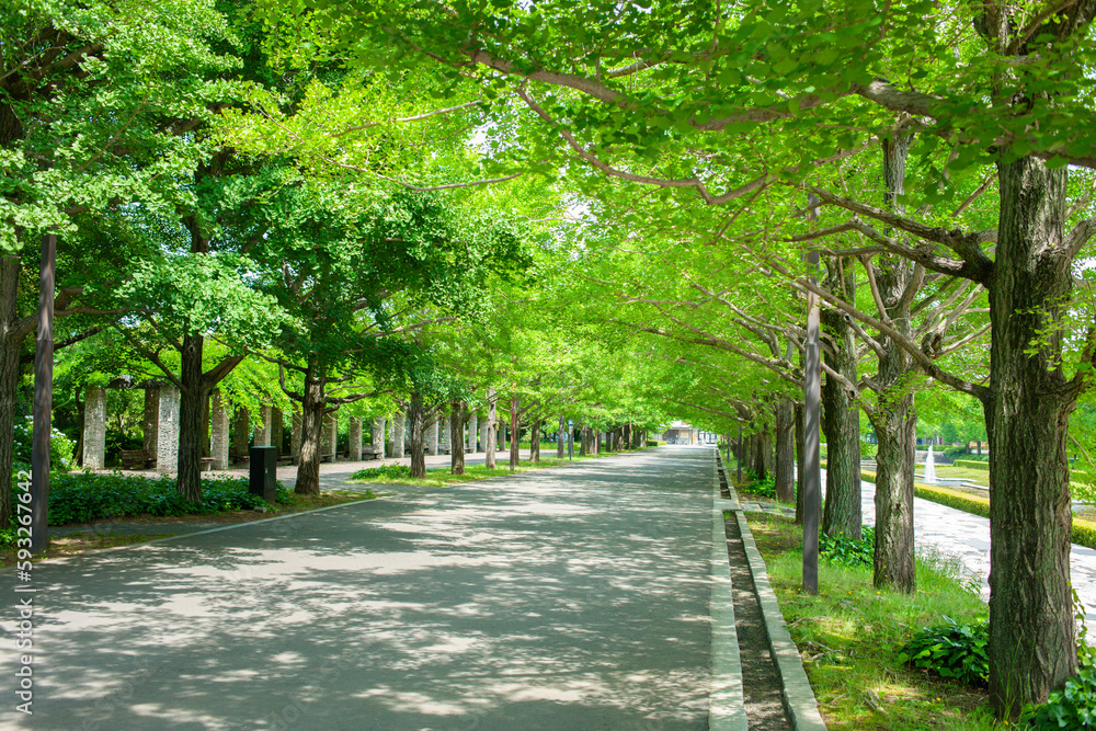 背景 並木道 背景 並木道