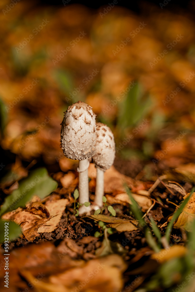 Mushrooms in a beautiful autumn forest with leaves. Autumn time in the forest. Ecotourism in a beautiful forest. Mushrooms in a beautiful autumn forest with leaves. Autumn time in the forest. Ecotourism in a beautiful forest.