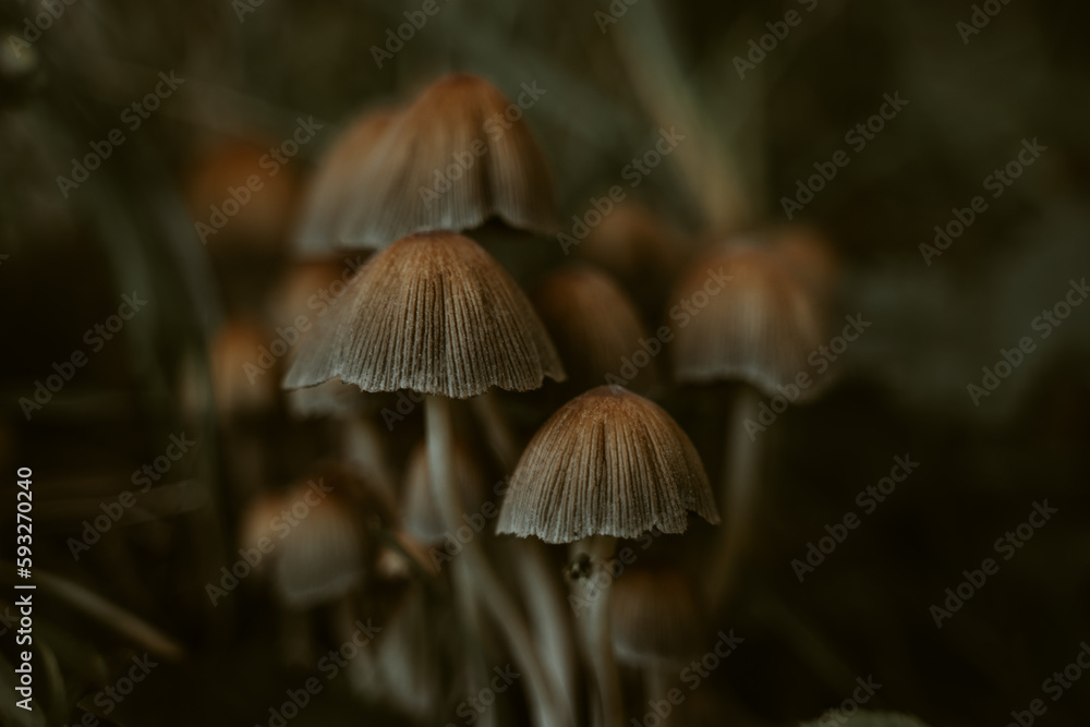 Mushrooms in a beautiful autumn forest with leaves. Autumn time in the forest. Ecotourism in a beautiful forest. Mushrooms in a beautiful autumn forest with leaves. Autumn time in the forest. Ecotourism in a beautiful forest.