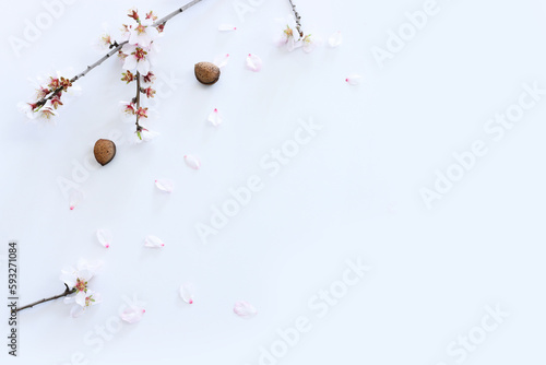 image of spring almond blossoms tree over isolated white background
