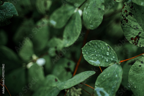 Beautiful natural background. large drops on leaves in a spring garden